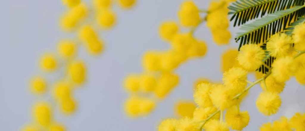 mimosa flower plant
