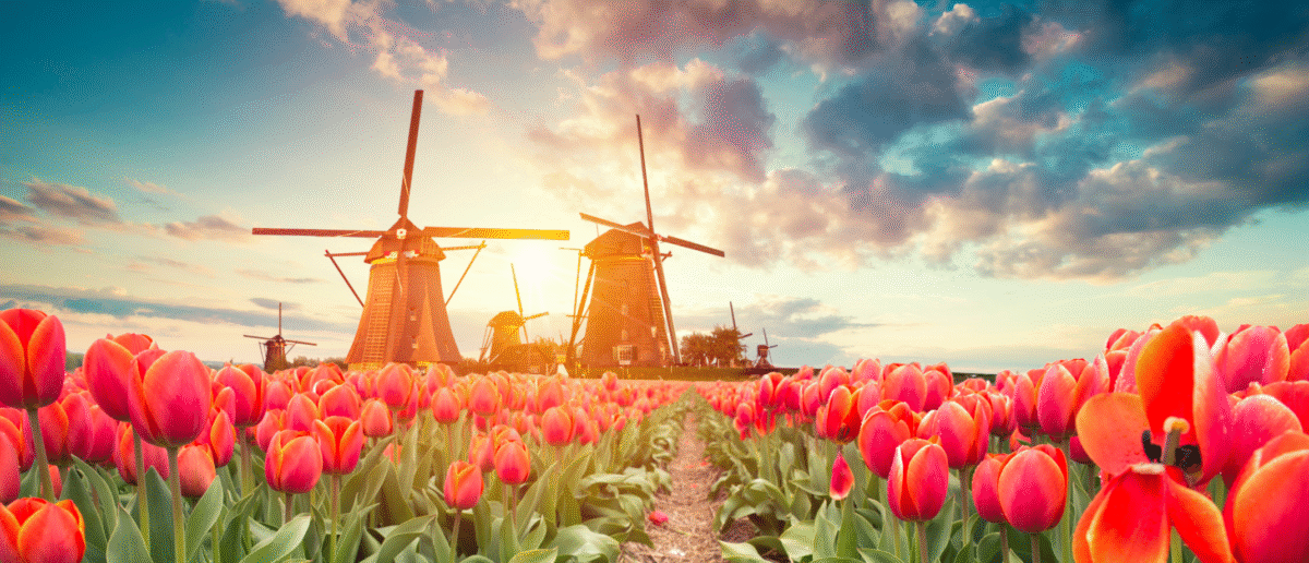 tulips