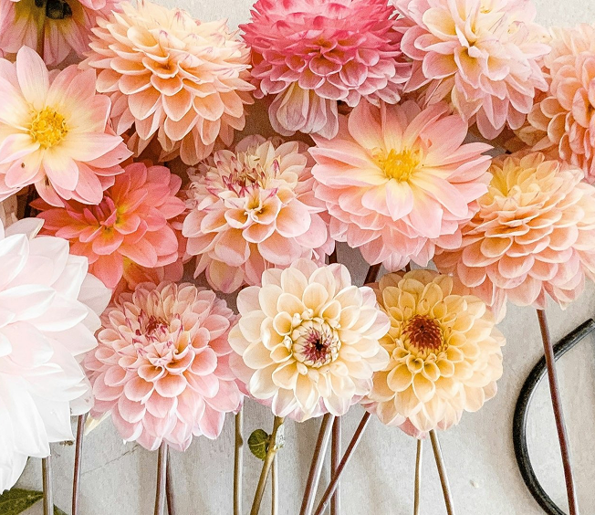 cutflowers